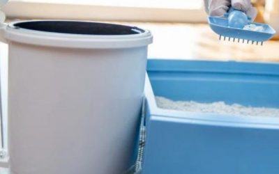 Michigan School accused of installing litter boxes for students who identify as cats hits back after parents’ outrage