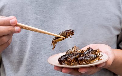 Bugs Offered To Gauge Appetite As Alternative Source Of Protein For School Kids