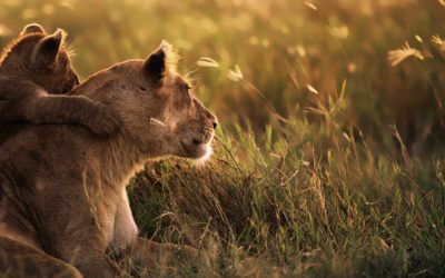 How to Awaken Your Inner Lioness: A Mother’s Blueprint for victory