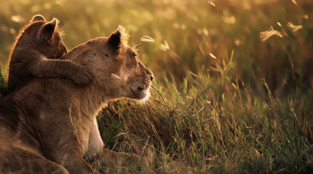 अपने भीतर की शेरनी को कैसे जगाएं।: एक माँ के लिए जीत का आसान रास्ता।